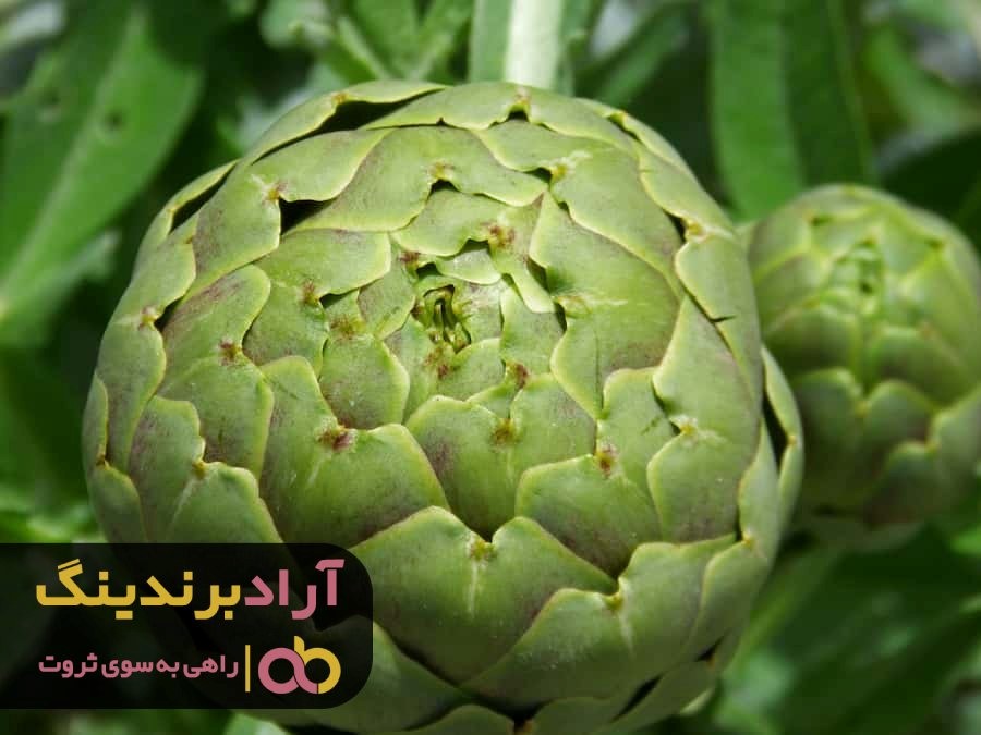 https://akharinnews.com/images/1401/06/4/c.jpg