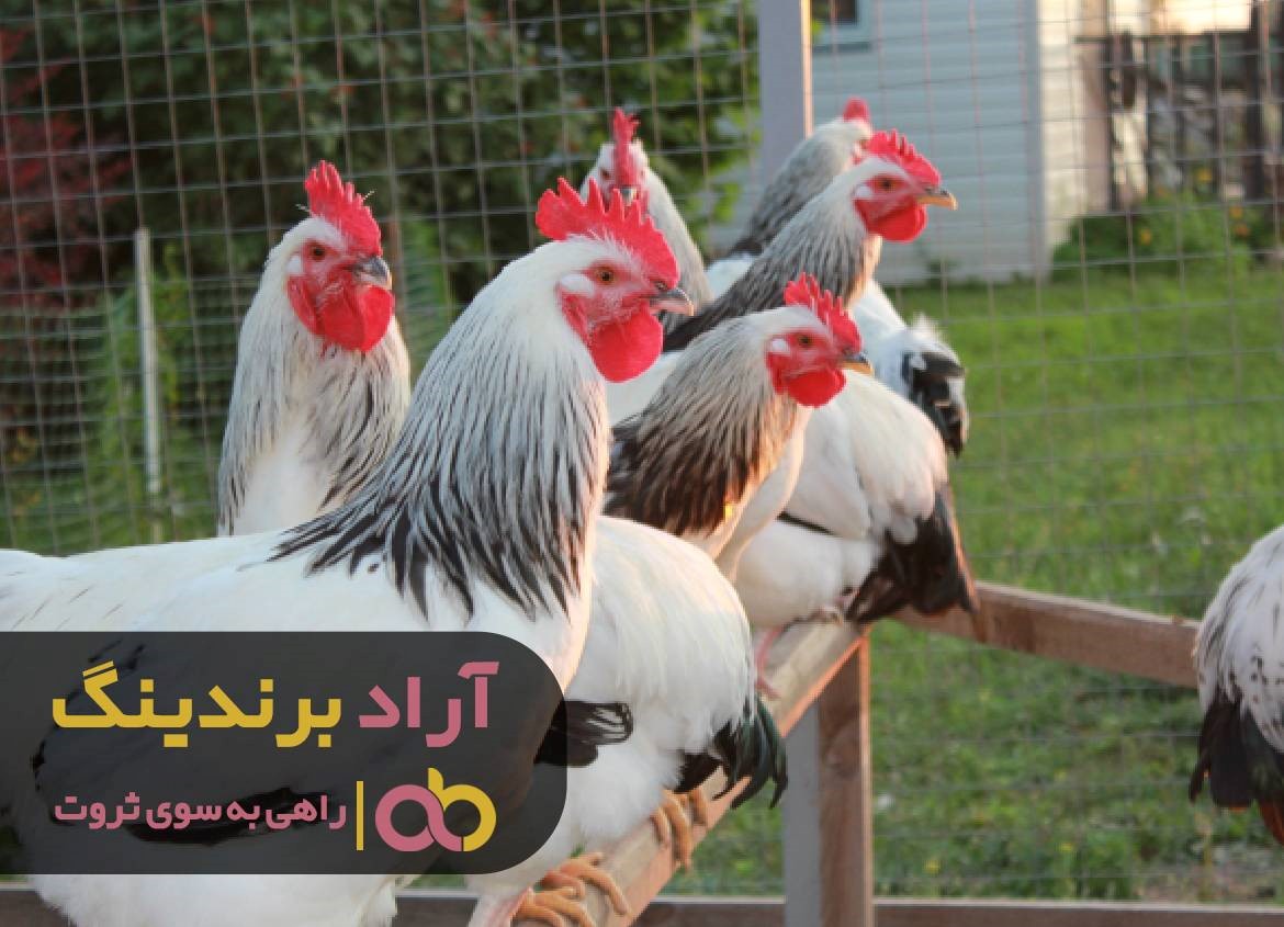 https://akharinnews.com/images/1401/08/24/52.jpg
