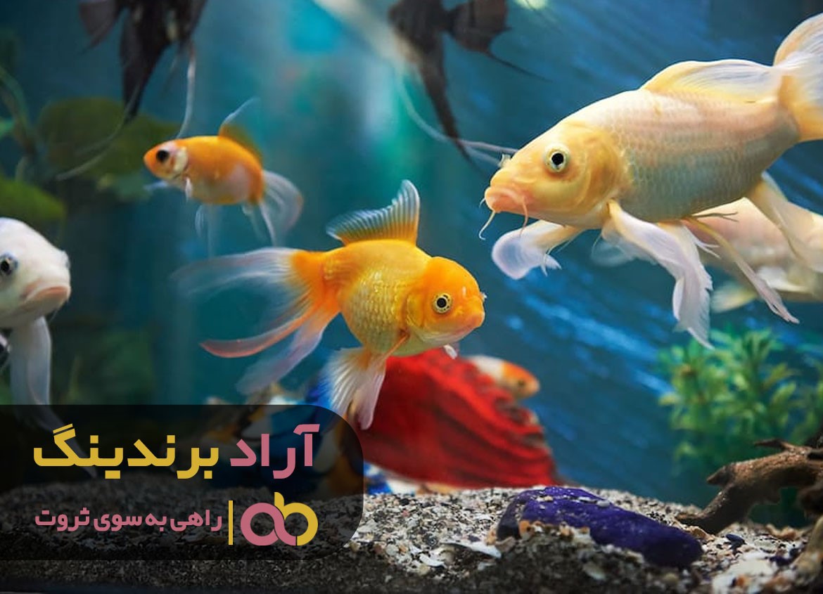 https://akharinnews.com/images/1401/09/11/53.jpg