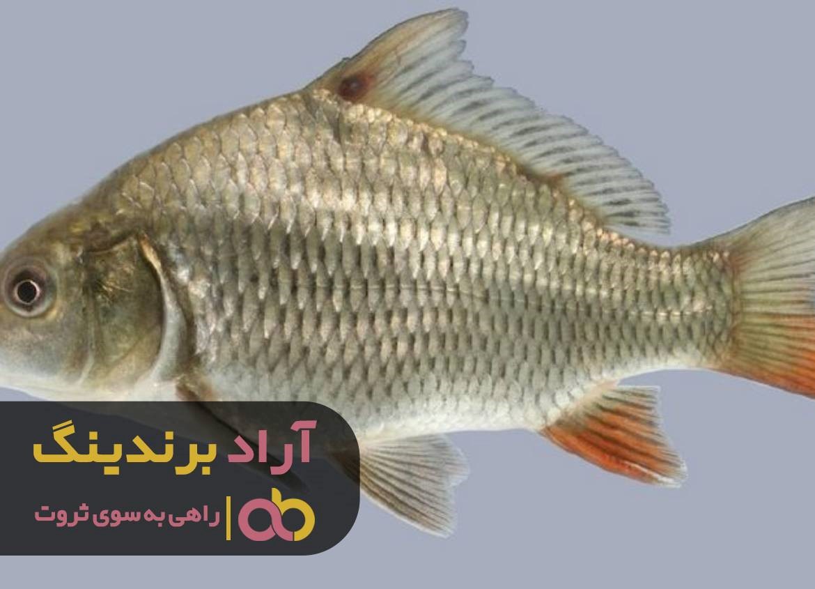 https://akharinnews.com/images/1401/09/14/12.jpg