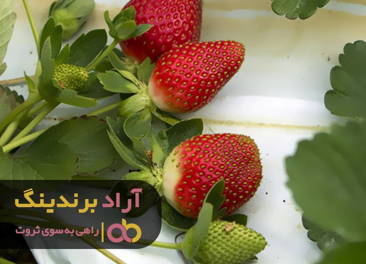 https://akharinnews.com/images/1401/10/21/11.jpg