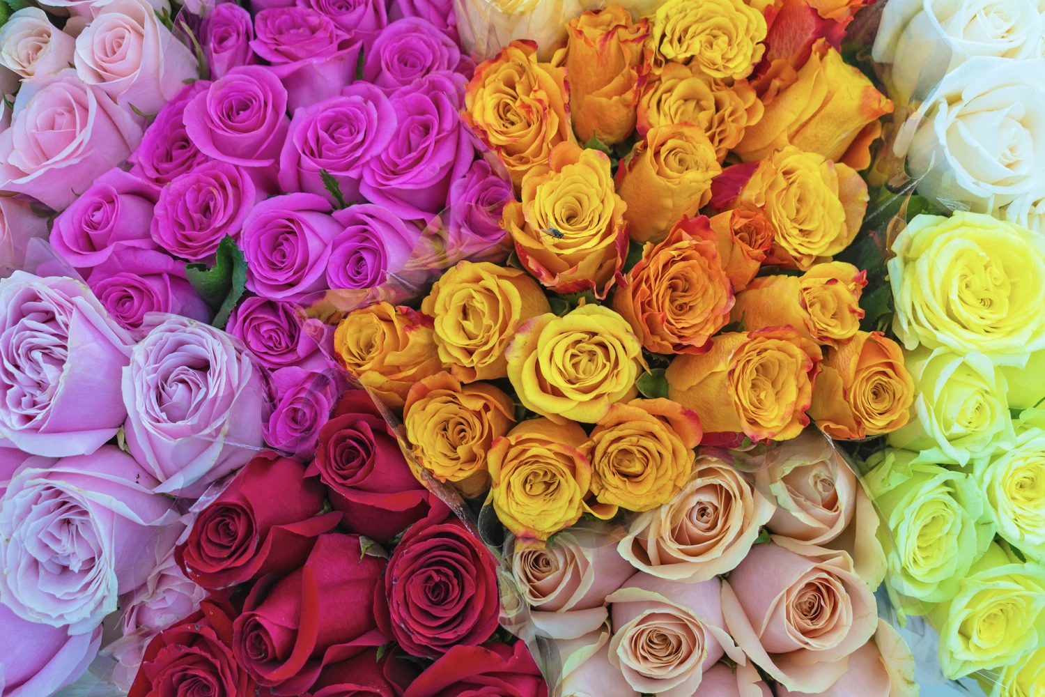 رنگ های گل رز