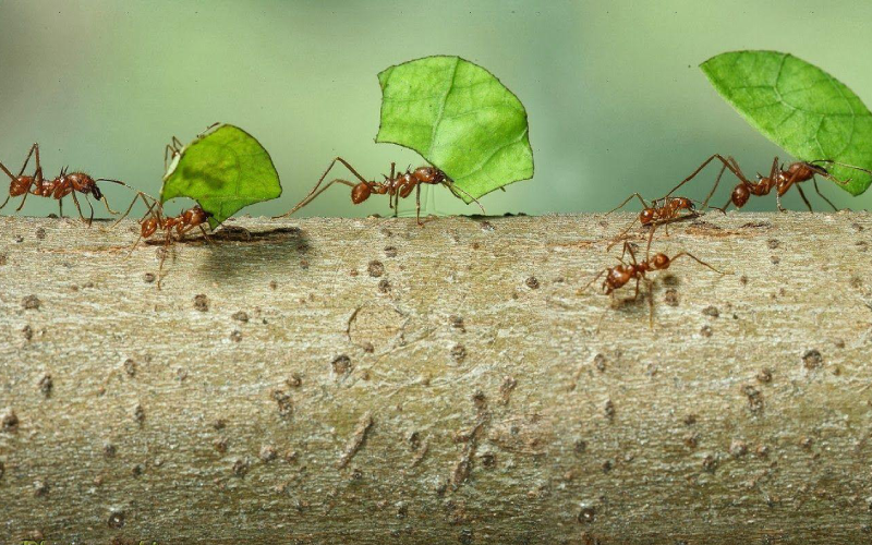 دستگاه دفع مورچه