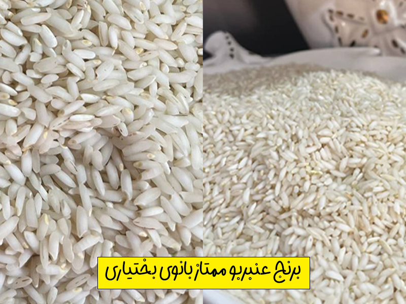 برنج عنبر بو بانو بختیاری