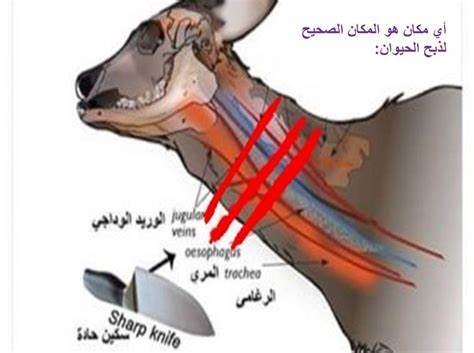 ذبح و قربانی کردن گوسفند