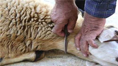 ذبح و قربانی کردن گوسفند