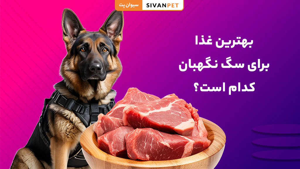 بهترین غذا برای سگ نگهبان