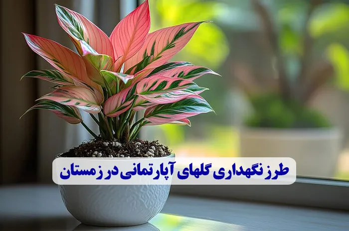 طرز نگهداری گلهای آپارتمانی در زمستان