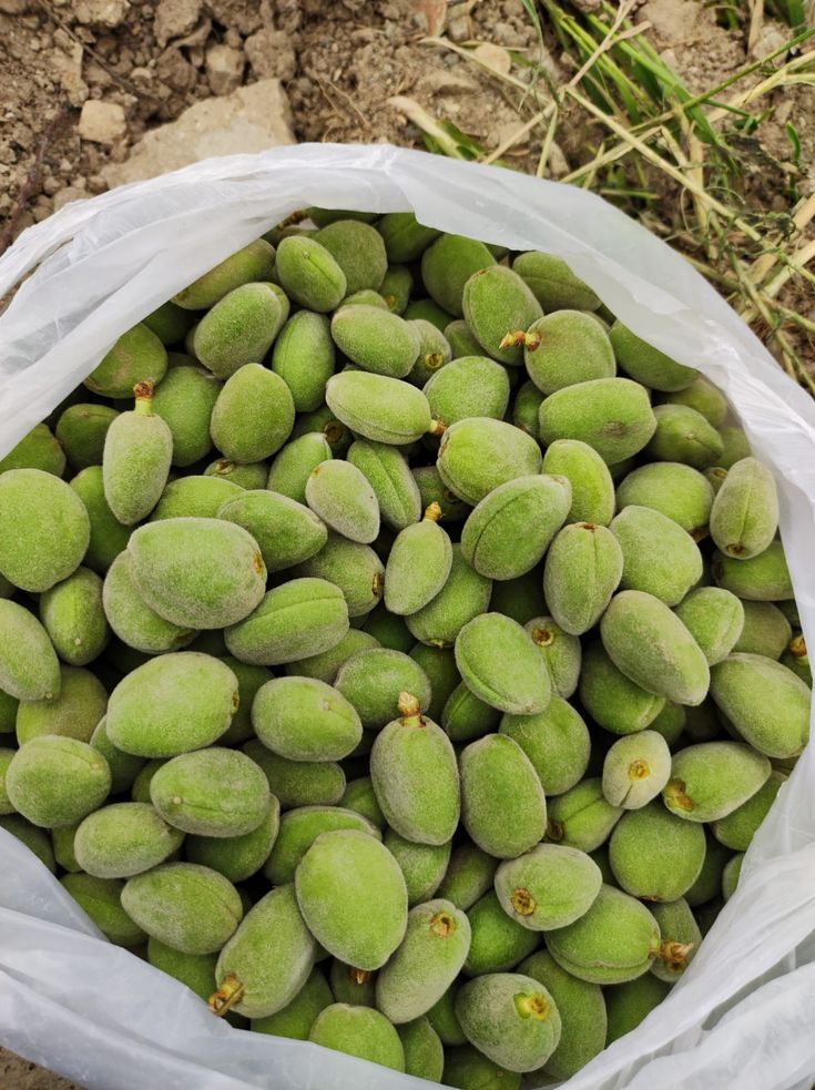خرید نهال بادام