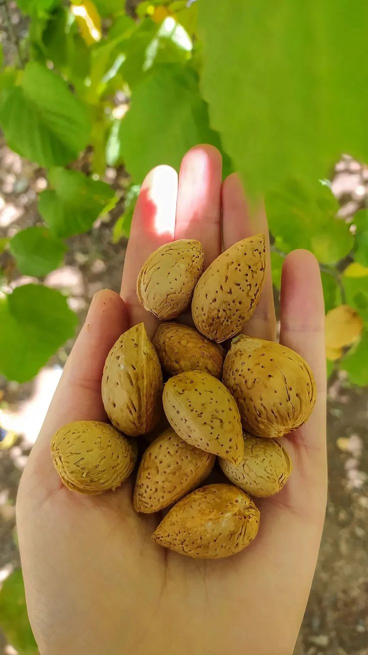 نهال بادام سنگی نارون کشت