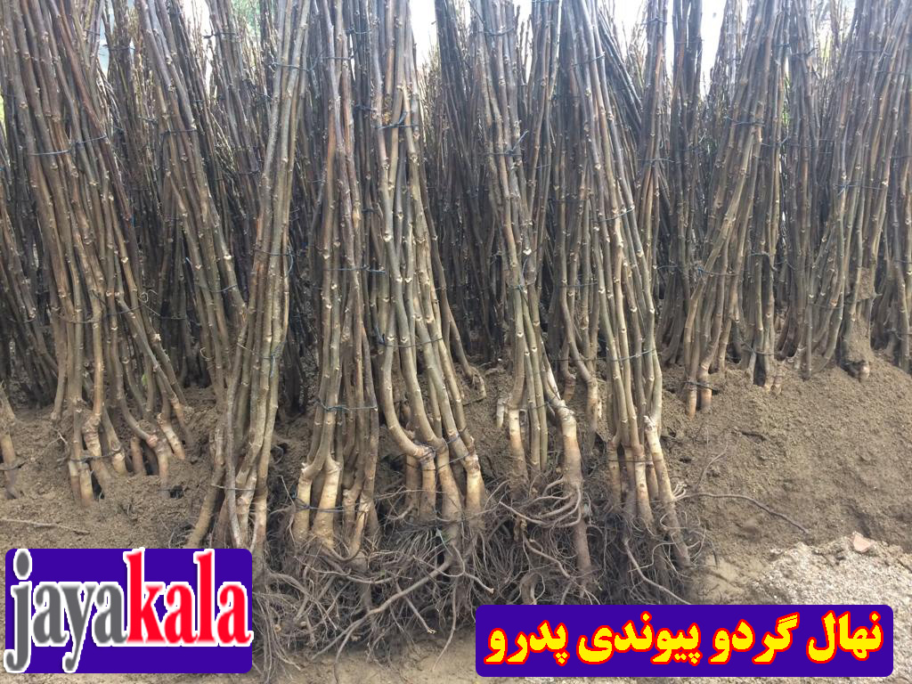 نهال گردو پیوندی پدرو