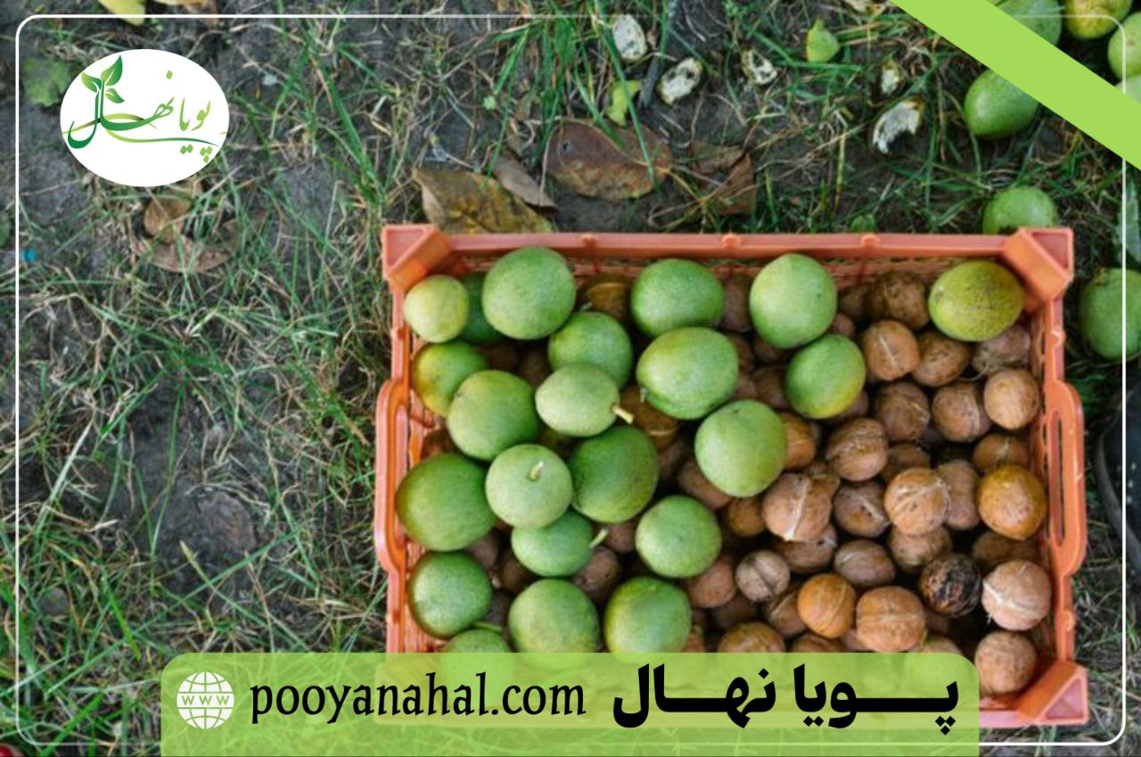 نهال گردو