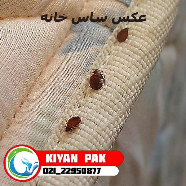 ساس در خانه