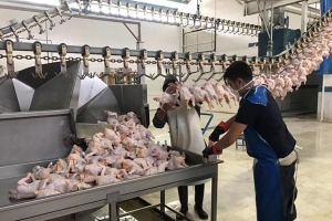  فروش مرغ بالاتر از ۶۰ هزار تومان ممنوع