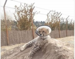 پیروز