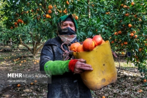 تصاور | برداشت طلای نارنجی مازندران
