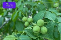خرید نهال گردو