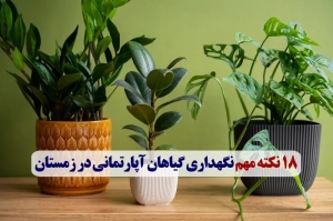 نگهداری گیاهان آپارتمانی در زمستان