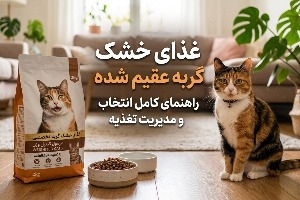 غذای خشک گربه عقیم شده؛ راهنمای کامل انتخاب و مدیریت تغذیه